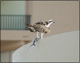 Summer Vacation #16 - Marco Island - Dinner time by diaz3508, Photography->Birds gallery