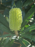 Banksia by slushie, Photography->Flowers gallery