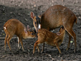 Motherhood by PatAndre, photography->animals gallery