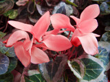 Cyclamen by trixxie17, photography->flowers gallery