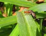 Friendly Peck by CDHale, photography->insects/spiders gallery