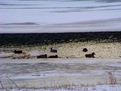 Click here to view at full resolution.