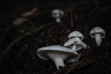 Mushrooms by Eubeen, photography->mushrooms gallery