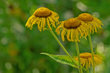 Cone Flowers by Ramad, photography->flowers gallery