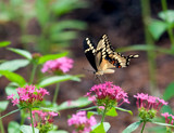 Handsome Butterfly by PatAndre, photography->butterflies gallery