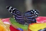 Butterfly Again by Michi84, Photography->Animals gallery