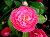 camellia by piupiu, Photography->Flowers gallery