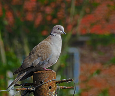 Click here to view at full resolution.