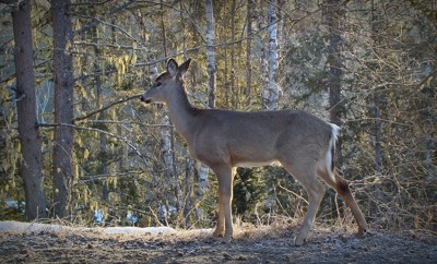 Click here to view at full resolution.