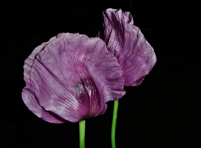 Click here to view at full resolution.