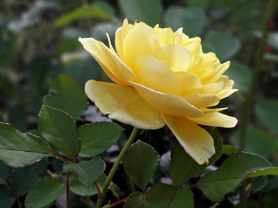 Click here to view at full resolution.