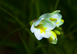 Freesias 2 by ovar2008, Photography->Flowers gallery