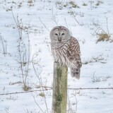 Wise Old Owl by Starglow, photography->birds gallery