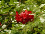 Red Buds by kennybeep, Photography->Flowers gallery