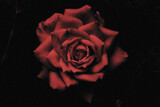 Roses of Darkness by JayMxPhotography, photography->nature gallery