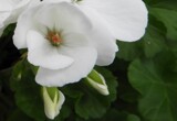 White Bloom by Starglow, photography->flowers gallery