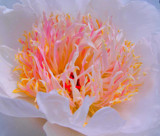 Colourful fire by annie100, Photography->Flowers gallery
