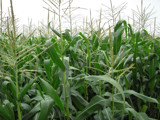 Corn field,on the way by sahadk, Photography->Landscape gallery