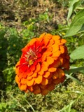 Bursting with Color by tigger3, photography->flowers gallery
