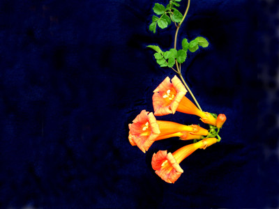 Click here to view at full resolution.