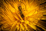 This Stuff Is Addictive by Eubeen, photography->insects/spiders gallery