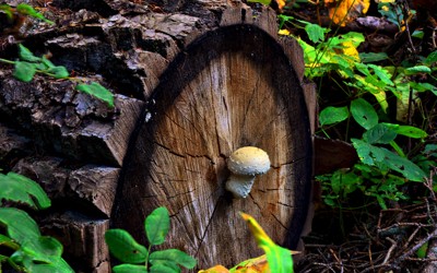Click here to view at full resolution.