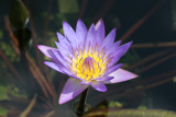 Water Flowe by shilo51, Photography->Flowers gallery