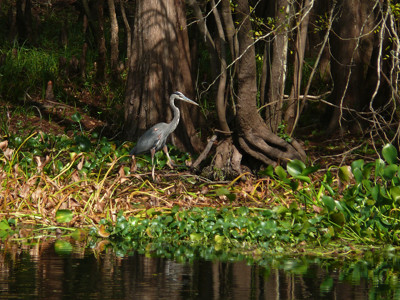 Click here to view at full resolution.
