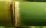 Bamboo Texture by Mythmaker, photography->macro gallery