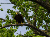 Guardian by Pistos, photography->birds gallery