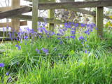 Fenced In by TheWhisperer, Photography->Flowers gallery