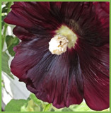 Dark Hollyhock by Starglow, photography->flowers gallery