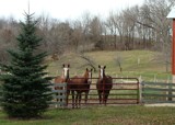 Horses! by Starglow, Photography->Animals gallery