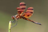 Red Wing by rahto, Photography->Insects/Spiders gallery