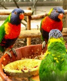 three buddies by crystaliane, Photography->Birds gallery