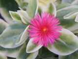 Mezoo by trixxie17, photography->flowers gallery