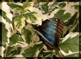 Butterfly Twenty One by Jimbobedsel, Photography->Butterflies gallery