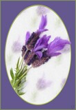 Lavender by LynEve, photography->flowers gallery