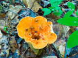 Reminds Me of Pumpkin by Pistos, photography->mushrooms gallery