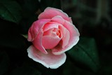 Pink rose in the rain by elektronist, photography->flowers gallery