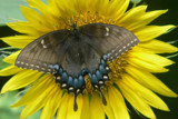 Butterflies and sunflowers? by ted3020, Photography->Butterflies gallery