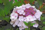 Lace Cap Hydrangea by flanno2610, Photography->Flowers gallery