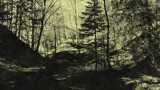 Nature walk in the Upper Peninsula (Sepia) by tigger3, photography->nature gallery