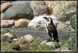 Magellanic Penguin by Jimbobedsel, photography->birds gallery