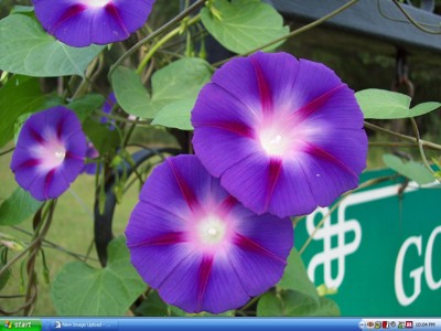 Click here to view at full resolution.