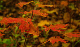 Autumn...Take 7 by rriesop, Photography->Nature gallery
