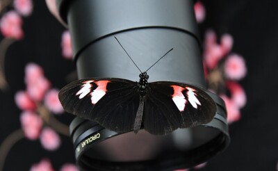 Click here to view at full resolution.