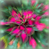 Coleus with Zoom Blur by Flmngseabass, photography->manipulation gallery