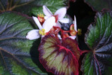 Begonia Rex by dleuty, Photography->Flowers gallery