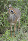 Dik Dik by garrettparkinson, photography->animals gallery